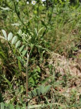 Sivun Indigofera bungeana Walp. kuva