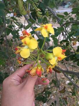 Imagem de <i>Erythrostemon yucatanensis</i>