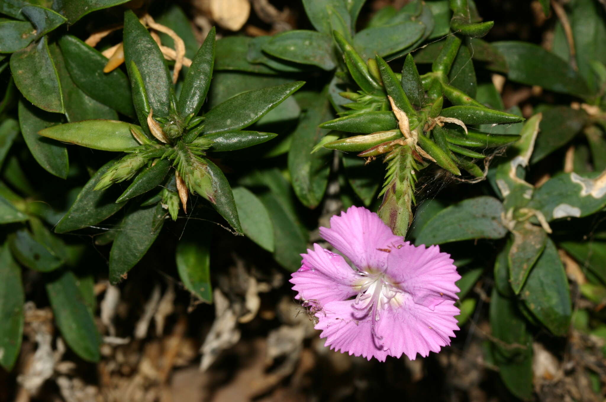 Image of Dianthus rupicola subsp. hermaeensis (Coss.) O. Bolòs & Vigo