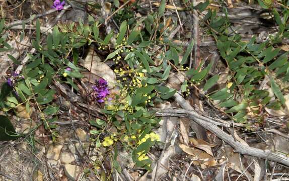 Image of goldenrain wattle