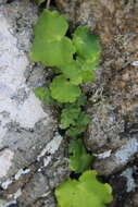 Image of Woodsia subcordata Turcz.