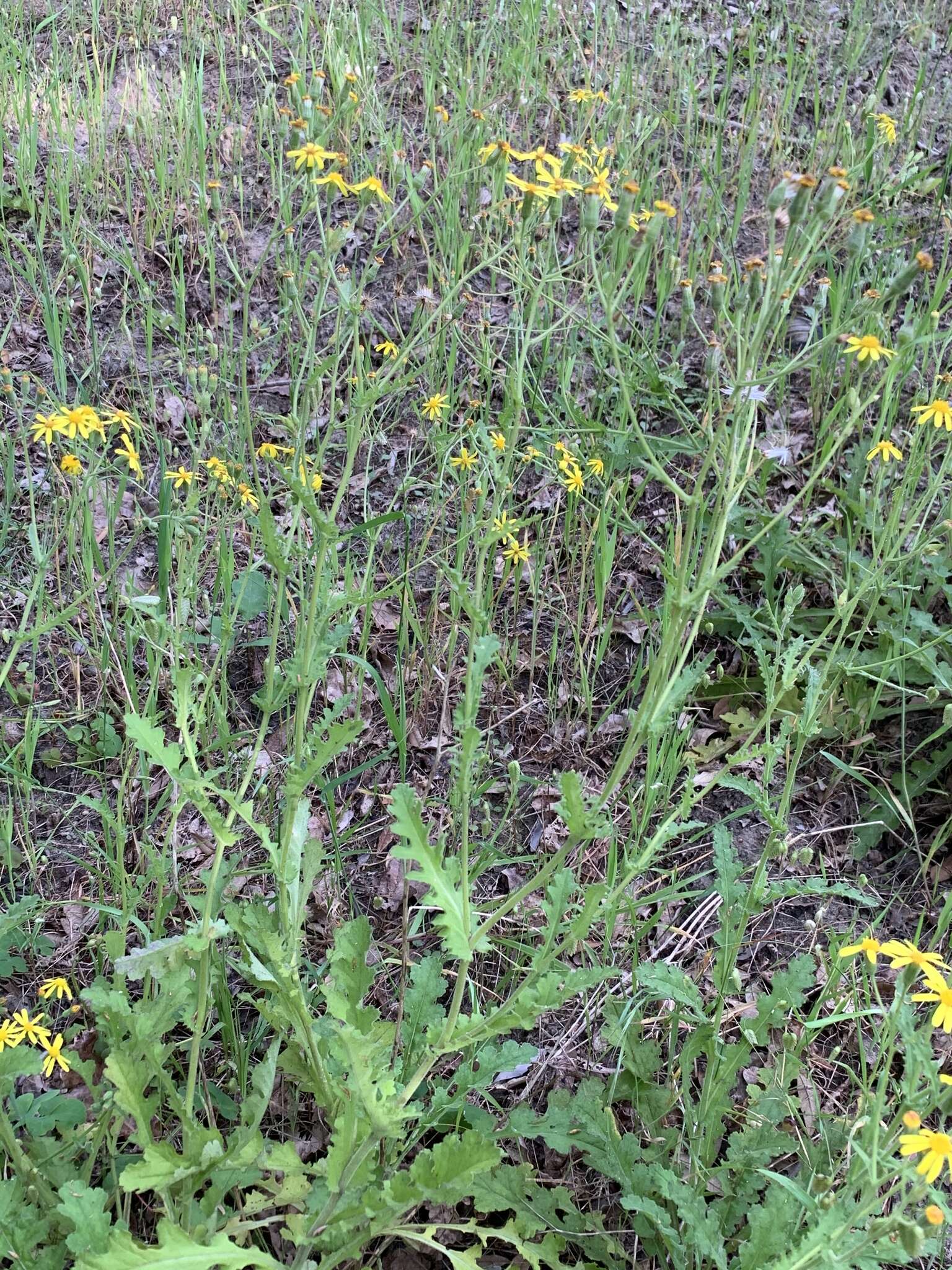 Image of Senecio hastatus L.