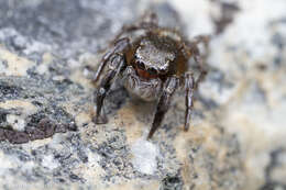 Image of Habronattus hirsutus (Peckham & Peckham 1888)