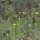 Image of Helichrysum maracandicum Popov ex Kirpicz.