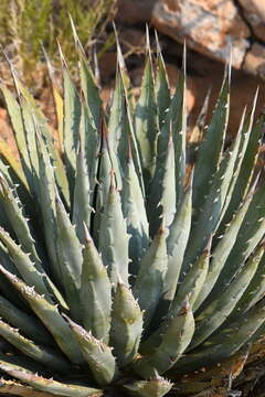 Image of Utah agave