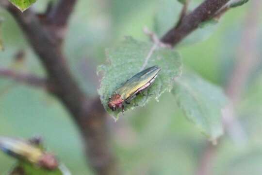 Image de Agrilus viridis (Linnaeus 1758)