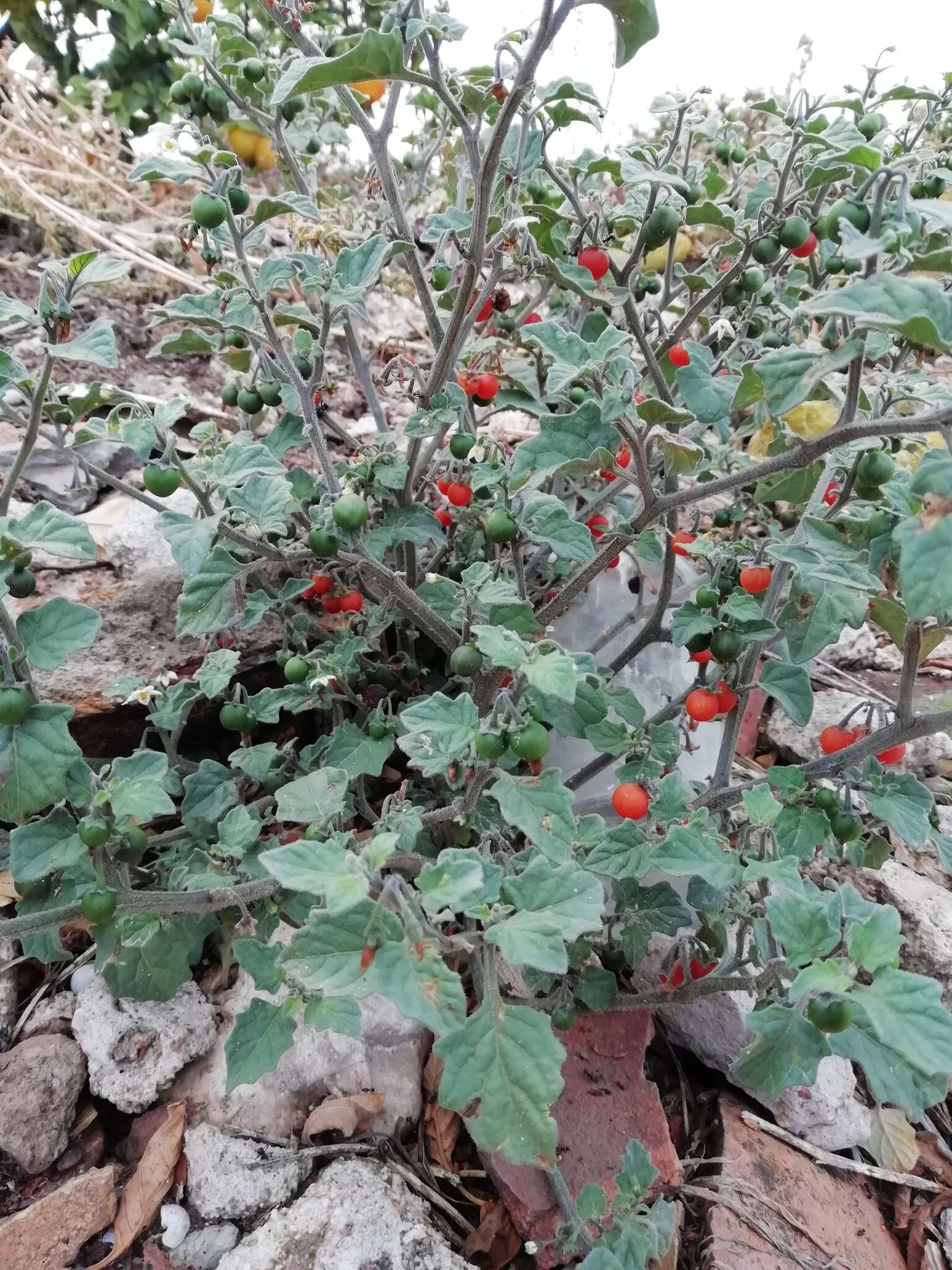 Sivun Solanum villosum subsp. miniatum (Bernh. ex Willd.) J. M. Edmonds kuva