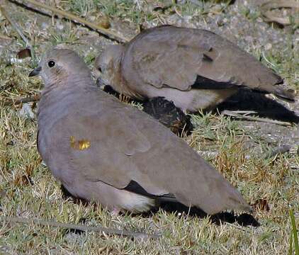 Image of Golden-spotted Ground Dove