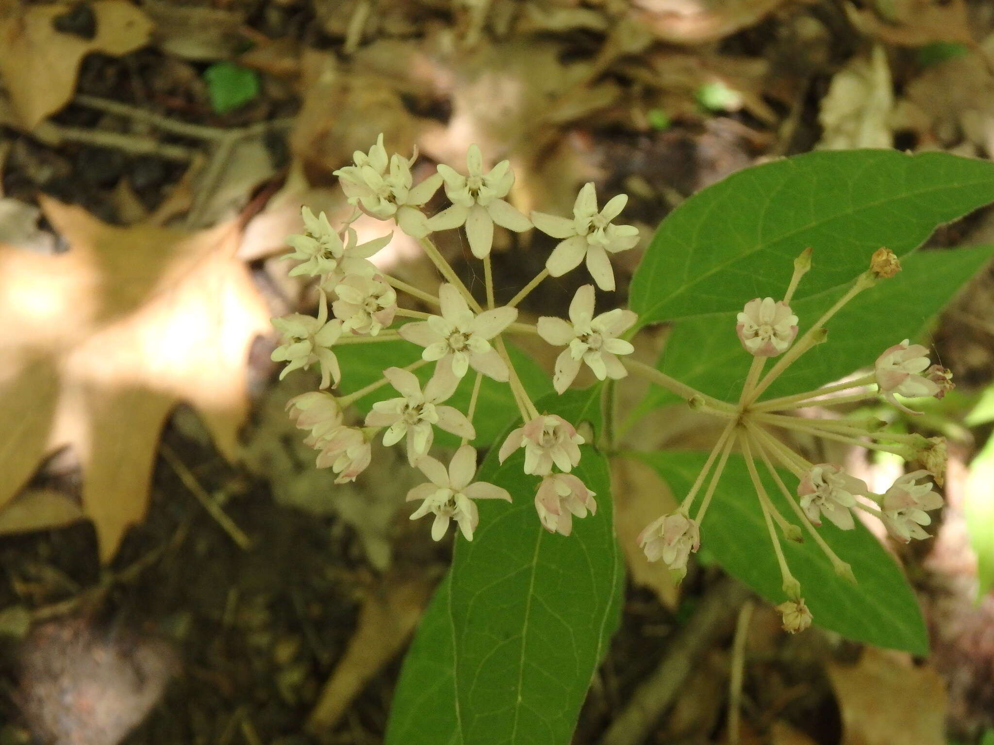 Image of fourleaf milkweed