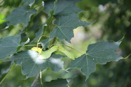 Plancia ëd Acer cappadocicum subsp. cappadocicum