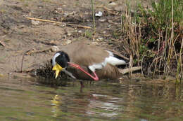 Image of Masked Lapwing