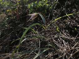 Image de Tulipa sylvestris subsp. australis (Link) Pamp.