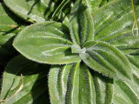 Image of Hoary Plantain