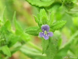 Imagem de Stemodia maritima L.