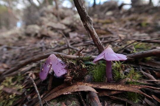 Image of Porpolomopsis lewelliniae (Kalchbr.) Lodge, Padamsee & S. A. Cantrell 2013