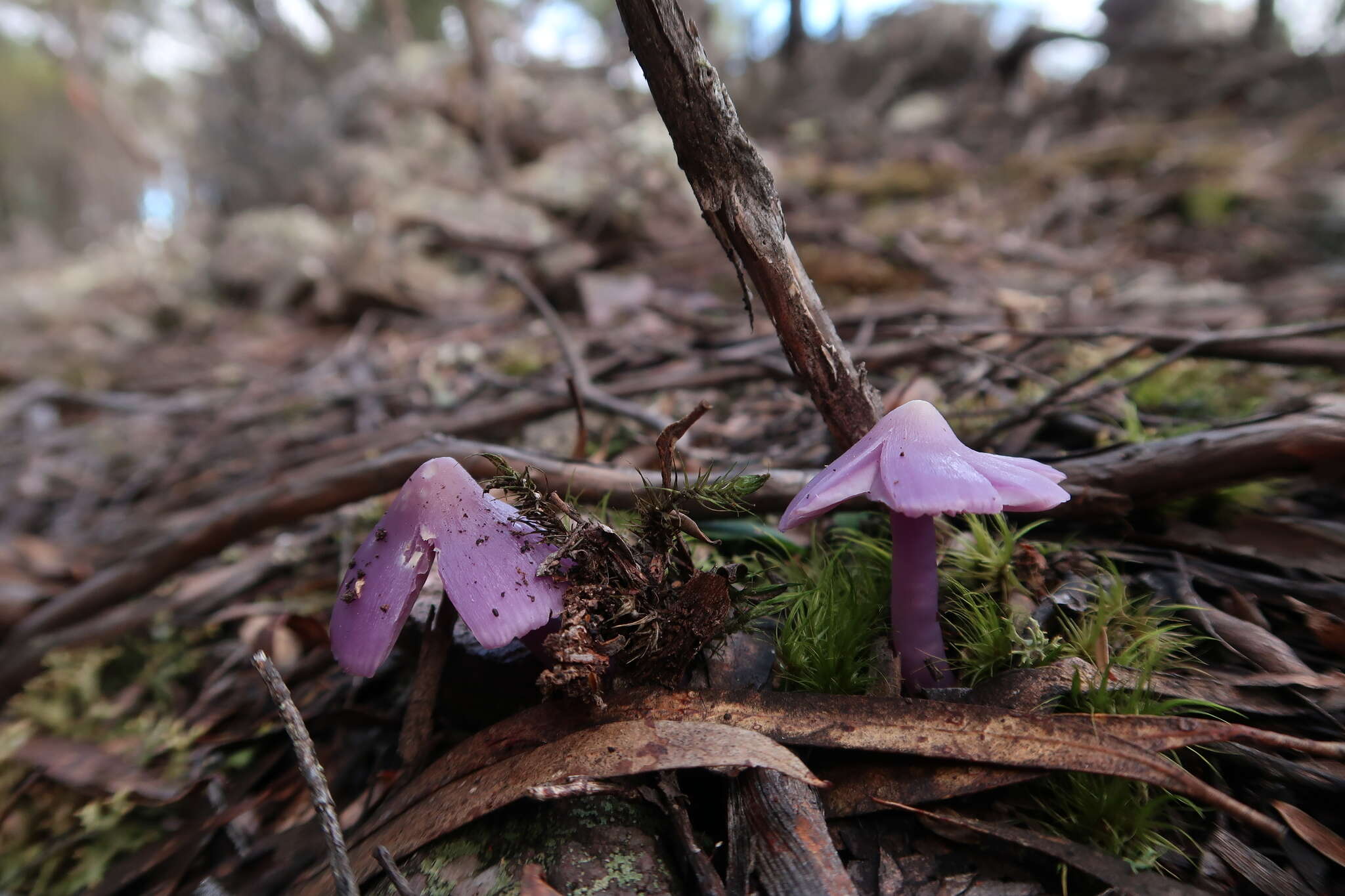 Sivun Porpolomopsis lewelliniae (Kalchbr.) Lodge, Padamsee & S. A. Cantrell 2013 kuva