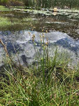 Image of Juncus oxycarpus E. Meyer ex Kunth