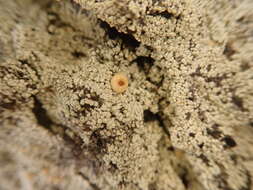 Image of Oregon crabseye lichen