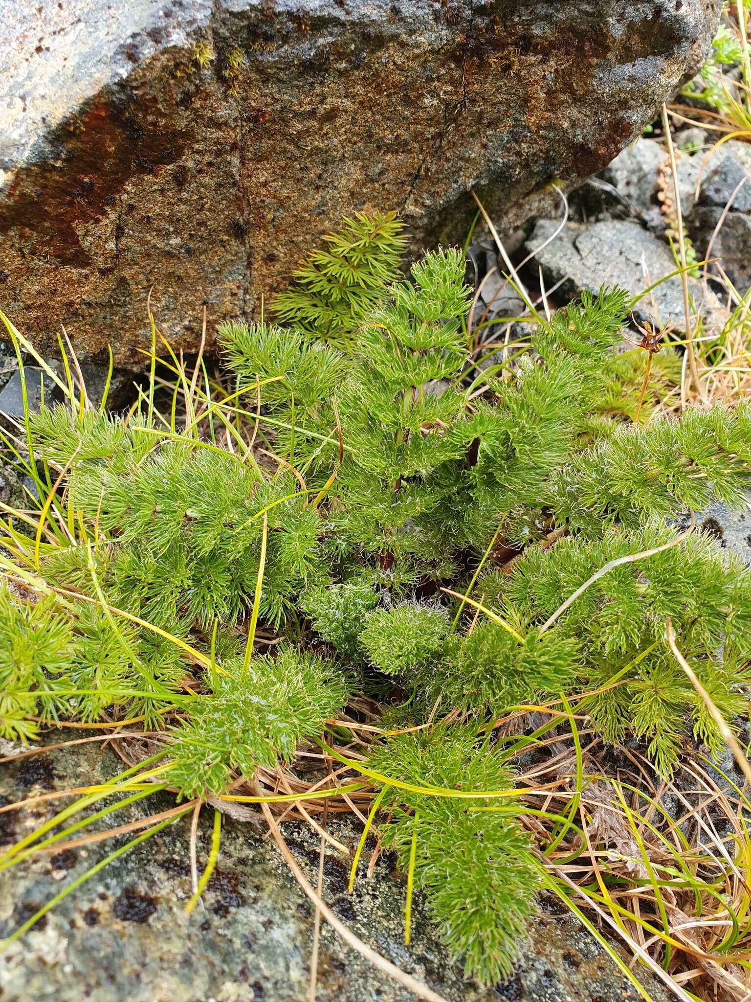 Imagem de Anisotome capillifolia Cockayne