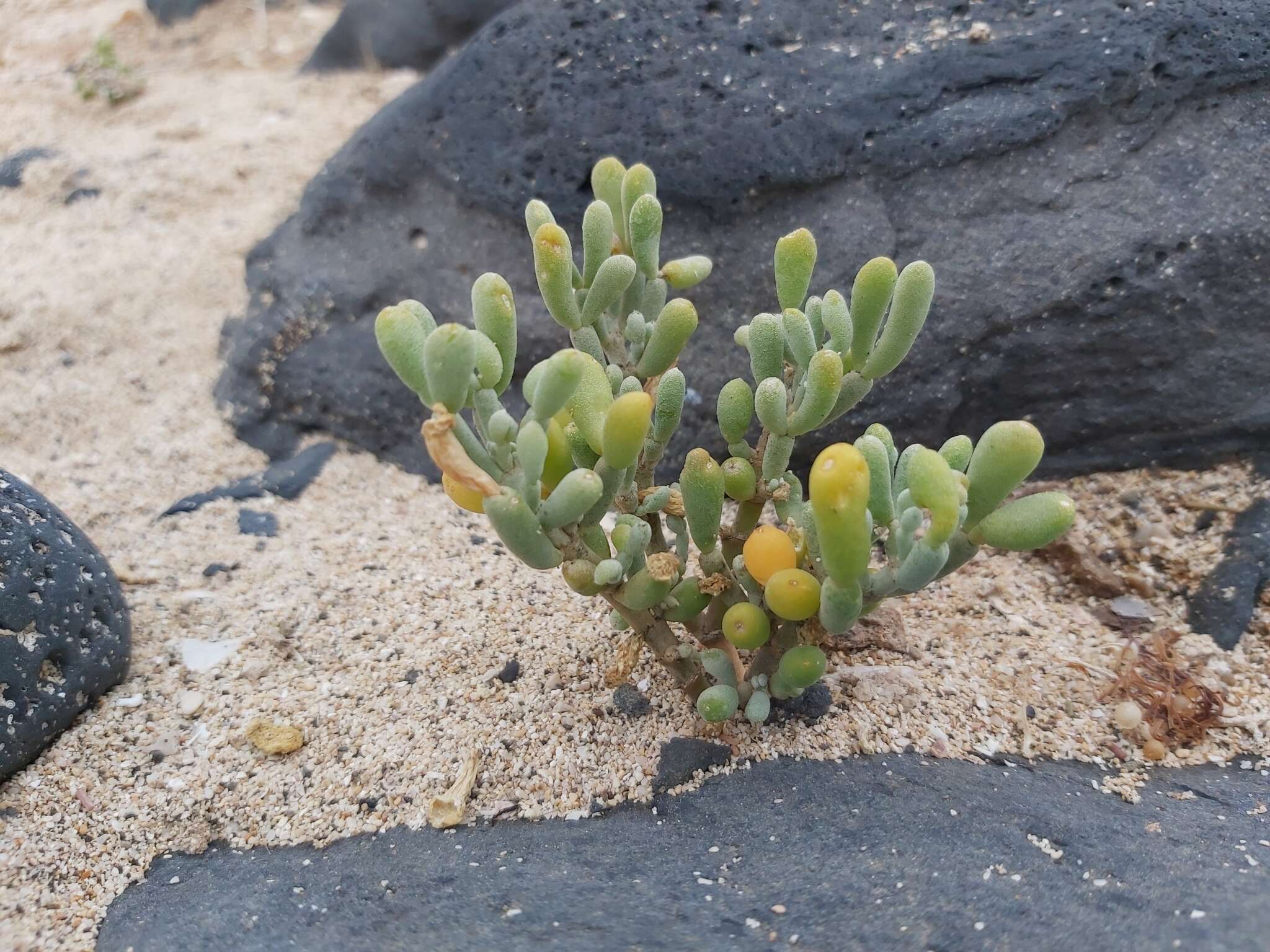 Image of Tetraena fontanesii (Webb & Berthel.) Beier & Thulin