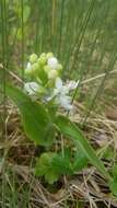 Image of white fringed orchid