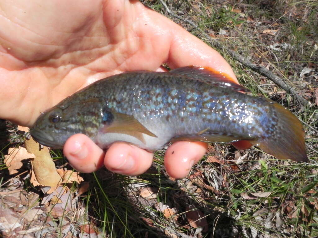 Image of Purple-spotted gudgeon