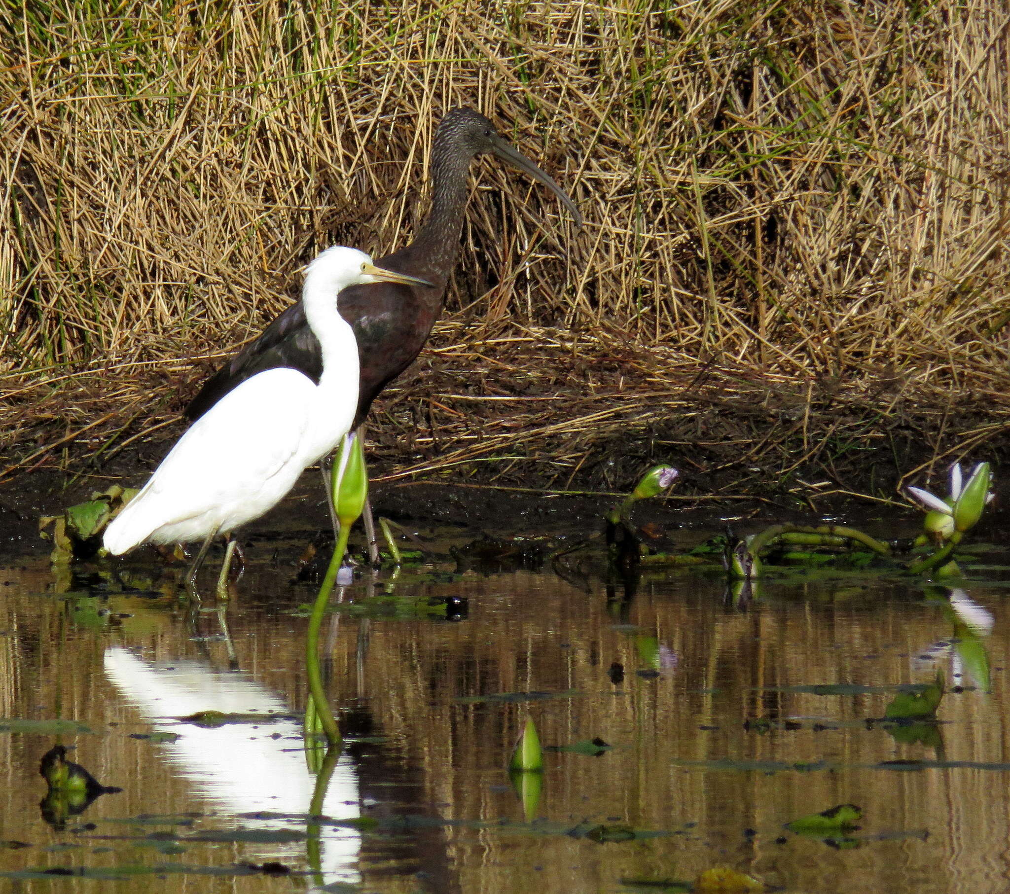 Image of Egretta garzetta nigripes (Temminck 1840)