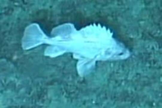 Image of Rougheye rockfish