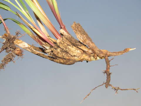 Plancia ëd Andropogon appendiculatus Nees