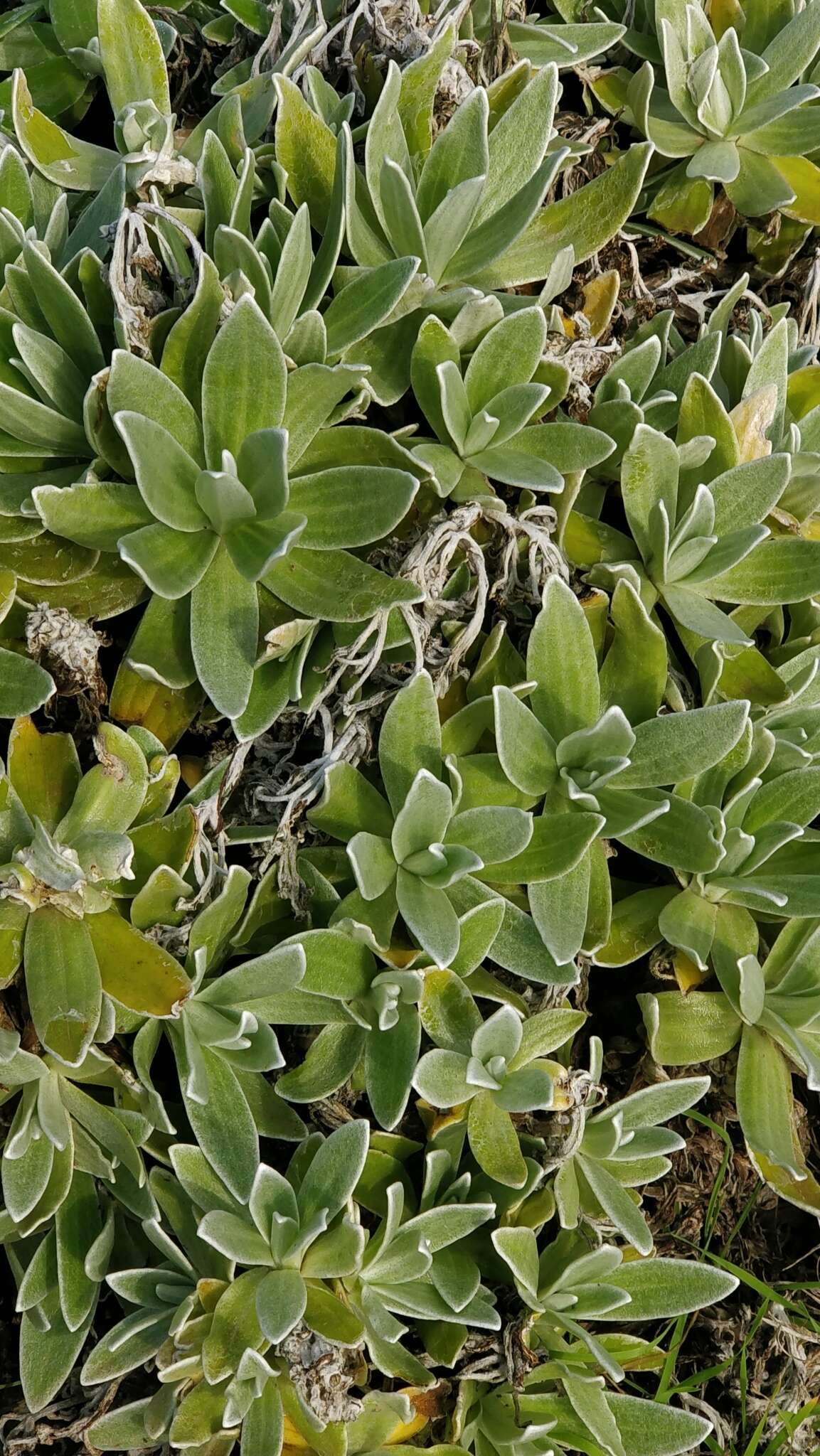 Image of Helichrysum devium J. Y. Johnson