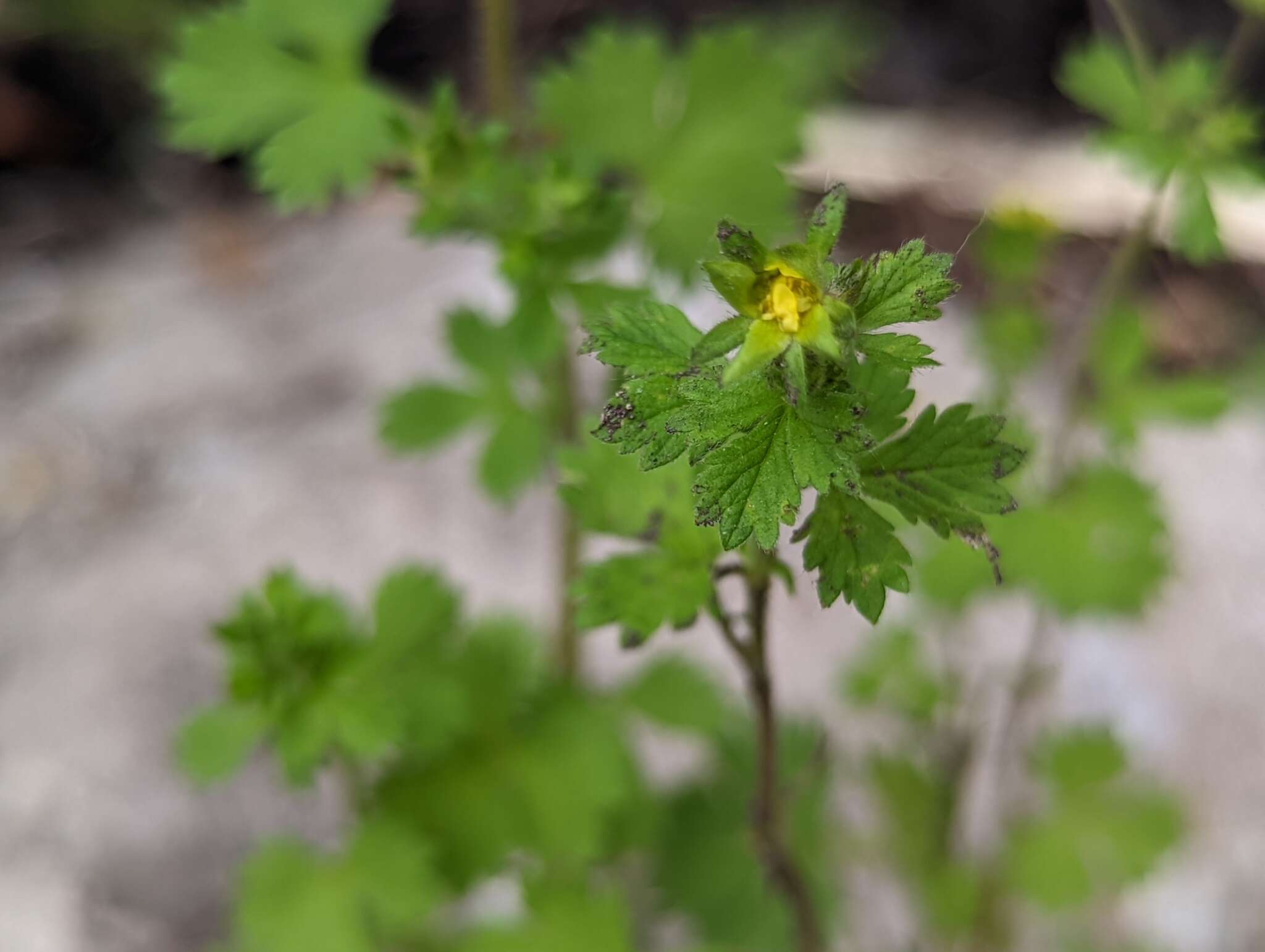 Image of biennial cinquefoil