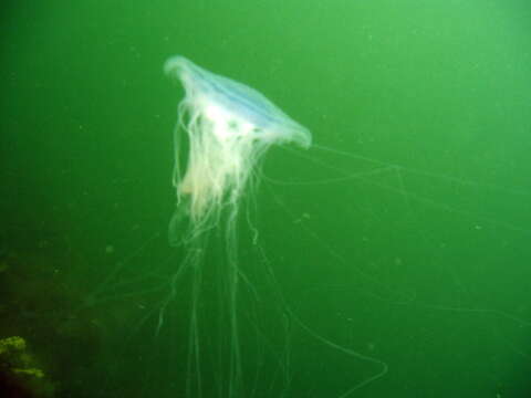 Image of Blue Jellyfish