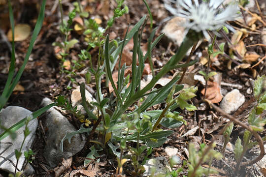 Image of Centaurea napulifera Rochel