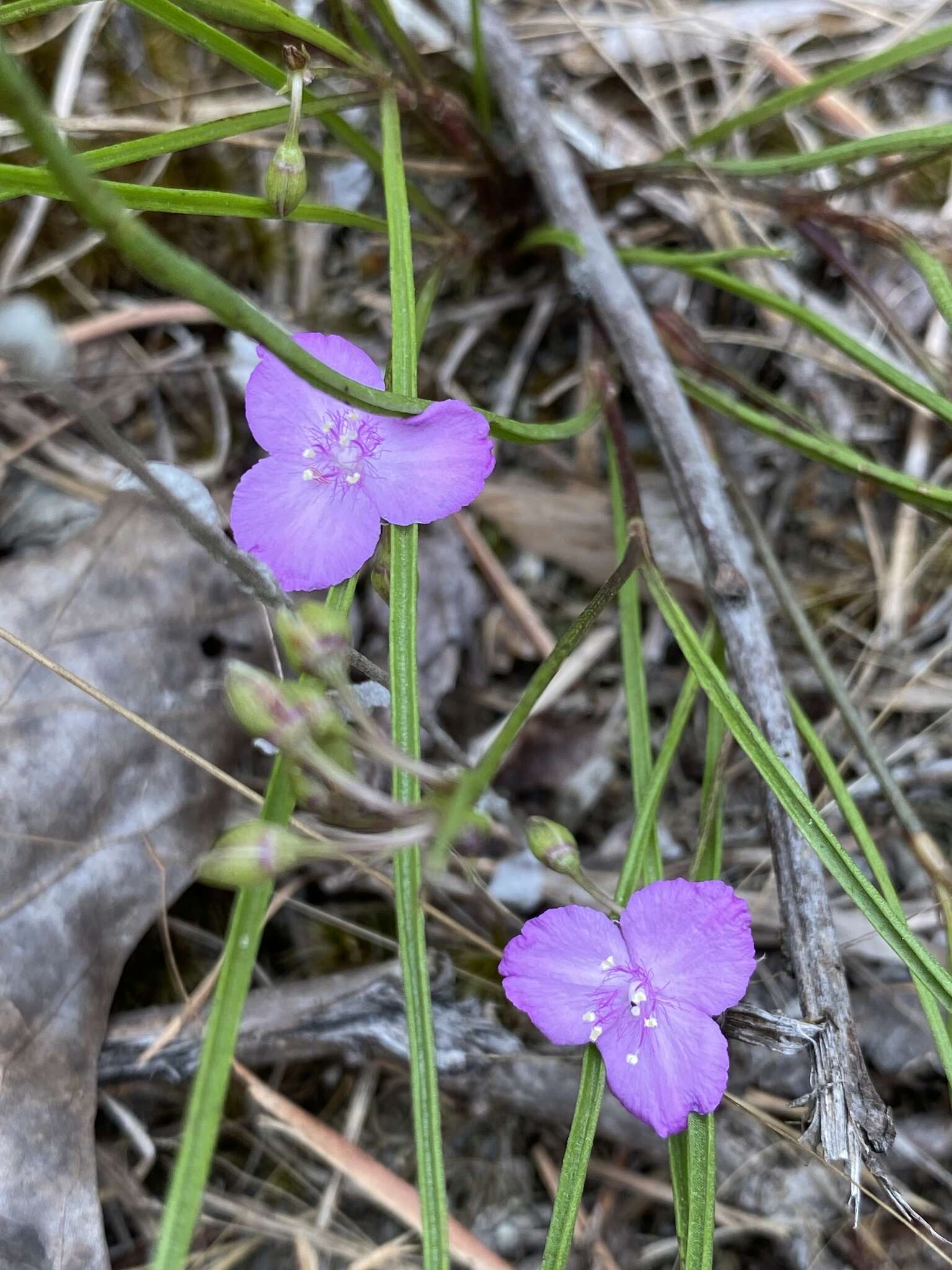 Image de Callisia graminea (Small) G. C. Tucker