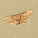 Image of Idaea amplipennis Butler 1889