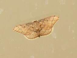 Image of Idaea amplipennis Butler 1889