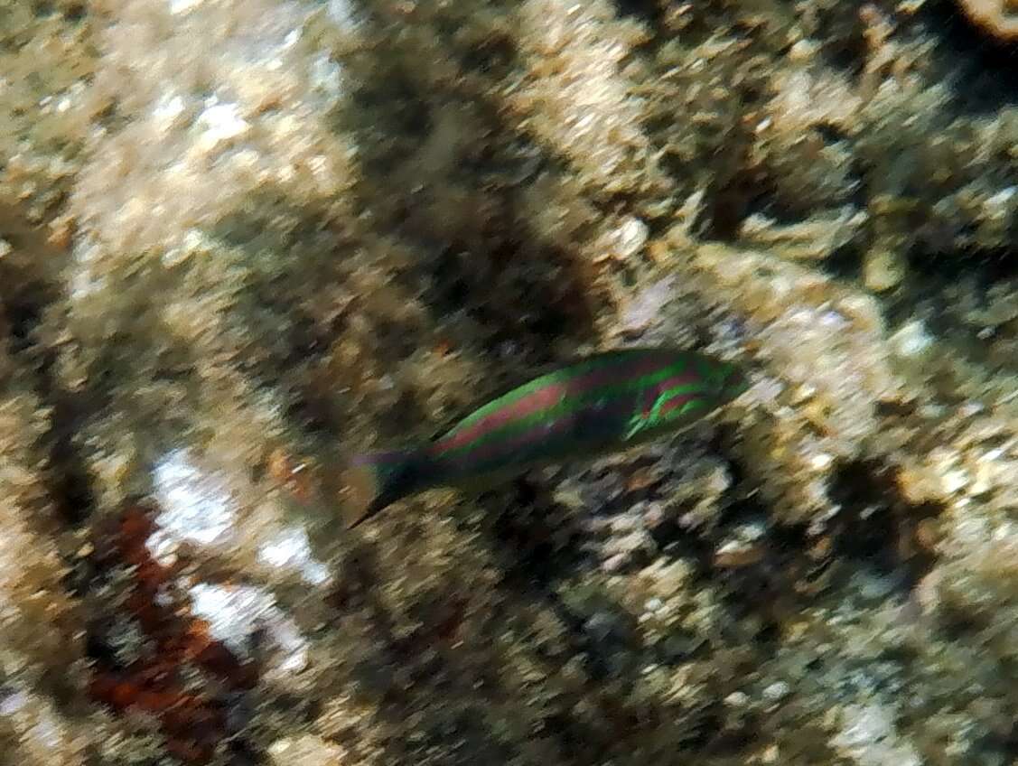 Image of Five striped surge wrasse