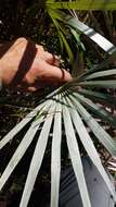 Image of Florida silver palm