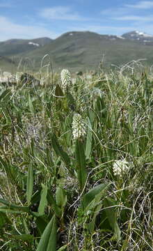 Imagem de Lagotis integrifolia (Willd.) Schischk. ex Vikulova