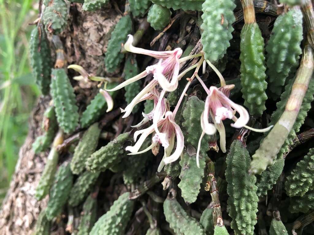 Image of Cucumber orchid