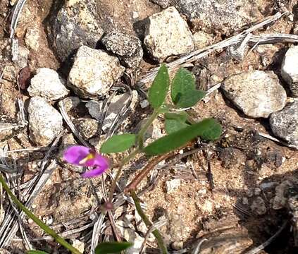 Image of shining milkwort