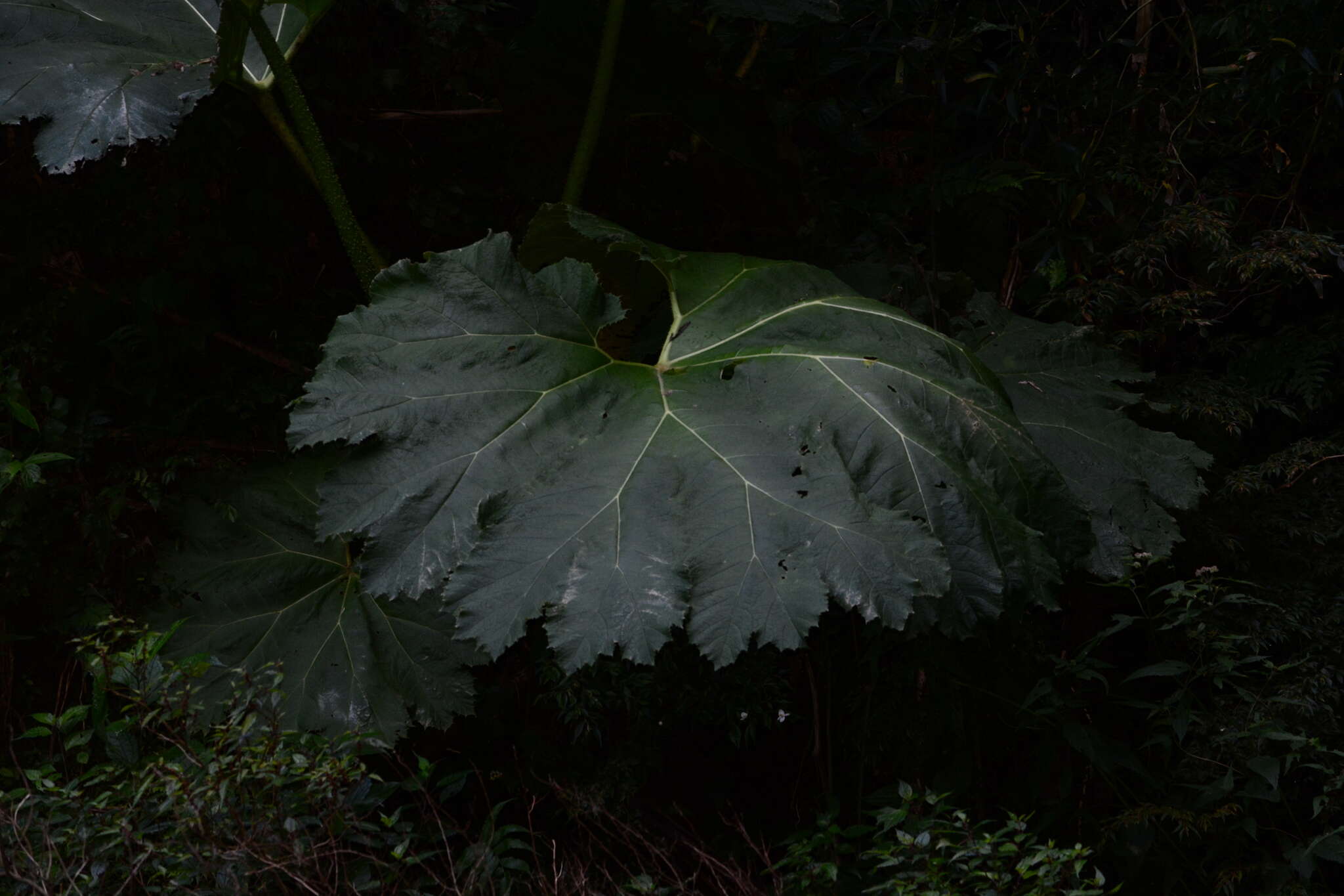 Image of giant rhubarb