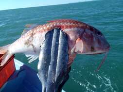 Image of Bigscale goatfish