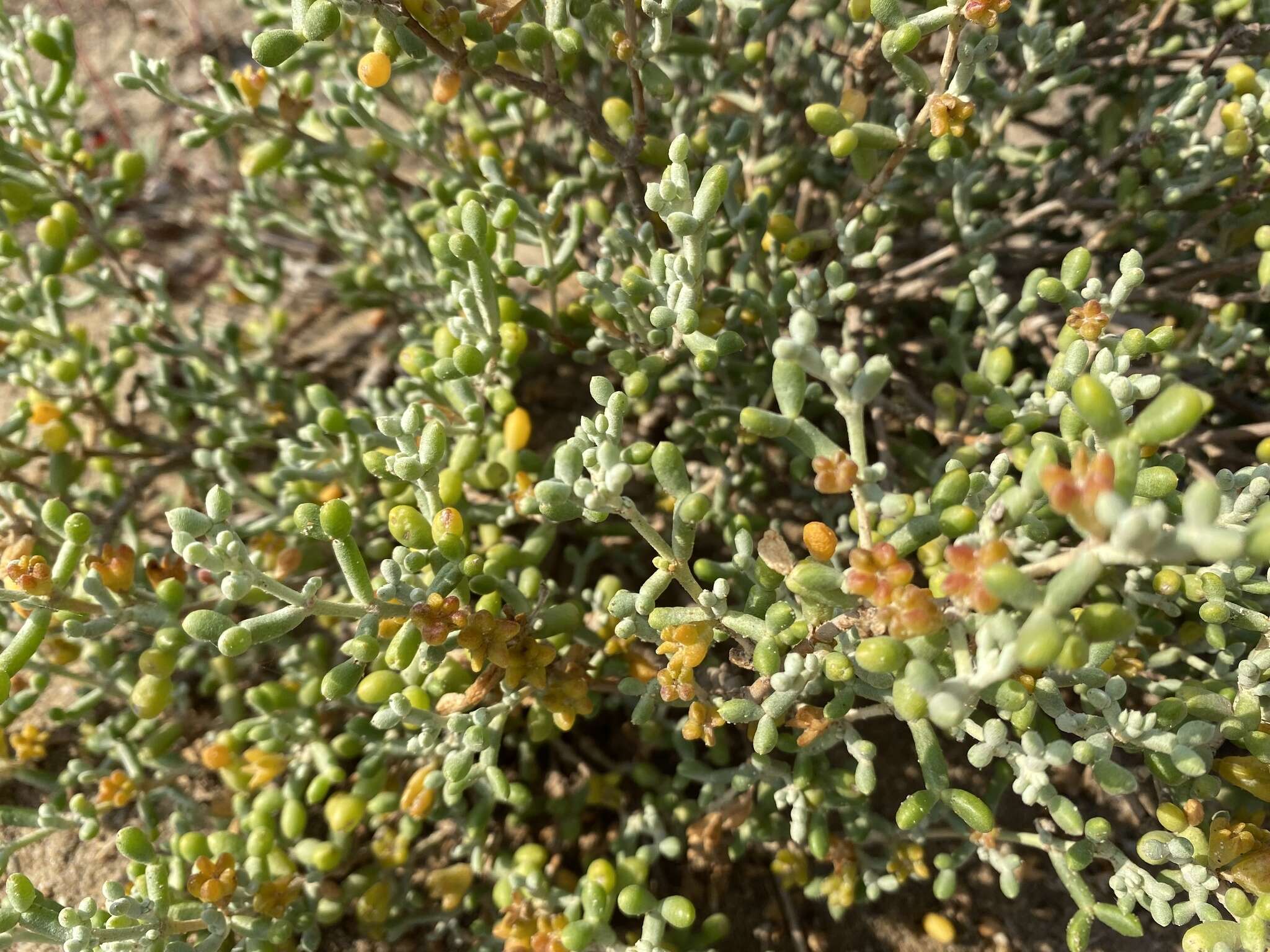 Image of Tetraena alba (L. fil.) Beier & Thulin