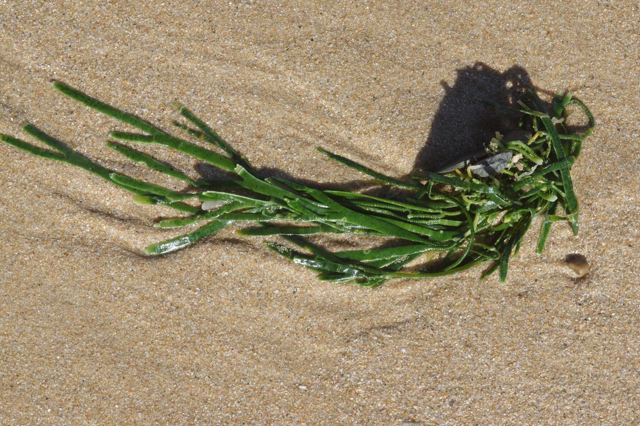 Image of Caulerpa filiformis