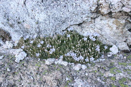 Image of Castle Crags bellflower