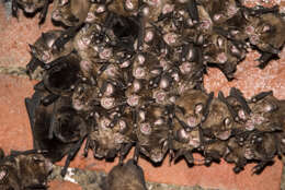 Image of Formosan Lesser Horseshoe Bat