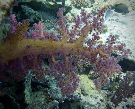 Image of Dendronephthya hemprichi (Klunzinger 1877)