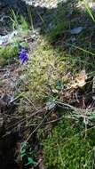 Image of spiked speedwell