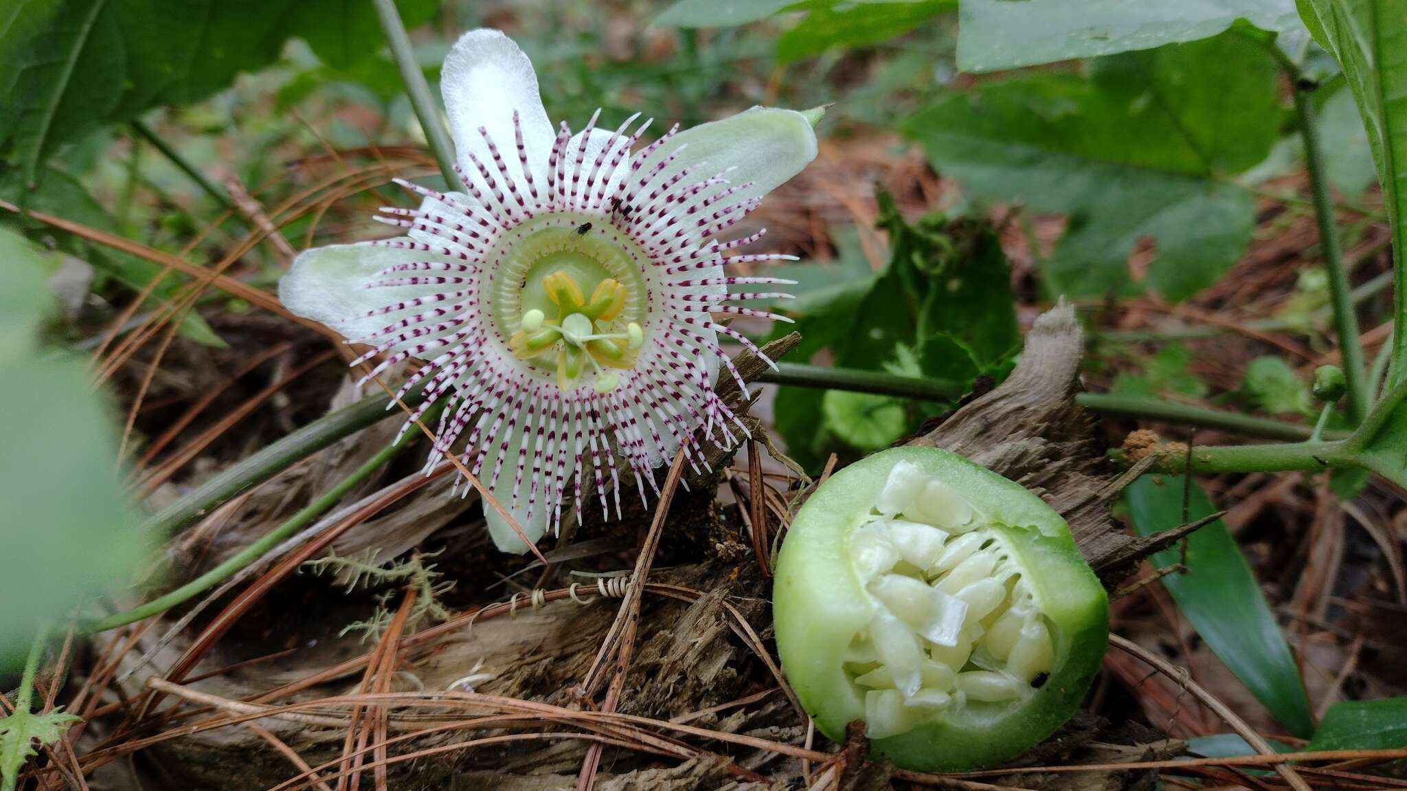 Image of Passiflora adenopoda